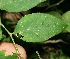  ( - BioBot11567)  @11 [ ] CreativeCommons - Attribution Non-Commercial Share-Alike (2010) Daniel H. Janzen Guanacaste Dry Forest Conservation Fund