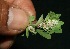  (Chamaesyce dioica - BioBot11580)  @11 [ ] CreativeCommons - Attribution Non-Commercial Share-Alike (2010) Daniel H. Janzen Guanacaste Dry Forest Conservation Fund