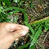  ( - BioBot11585)  @11 [ ] CreativeCommons - Attribution Non-Commercial Share-Alike (2010) Daniel H. Janzen Guanacaste Dry Forest Conservation Fund