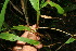  ( - BioBot11586)  @11 [ ] CreativeCommons - Attribution Non-Commercial Share-Alike (2010) Daniel H. Janzen Guanacaste Dry Forest Conservation Fund
