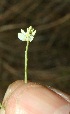  (Polygala longicaulis - BioBot11602)  @11 [ ] CreativeCommons - Attribution Non-Commercial Share-Alike (2010) Daniel H. Janzen Guanacaste Dry Forest Conservation Fund