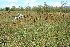  ( - BioBot11657)  @11 [ ] CreativeCommons - Attribution Non-Commercial Share-Alike (2010) Daniel H. Janzen Guanacaste Dry Forest Conservation Fund