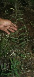  (Chamaecrista flexuosa - BioBot11661)  @11 [ ] CreativeCommons - Attribution Non-Commercial Share-Alike (2010) Daniel H. Janzen Guanacaste Dry Forest Conservation Fund