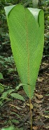  ( - BioBot11685)  @11 [ ] CreativeCommons - Attribution Non-Commercial Share-Alike (2010) Daniel H. Janzen Guanacaste Dry Forest Conservation Fund