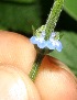  (Salvia occidentalis - BioBot11701)  @11 [ ] CreativeCommons - Attribution Non-Commercial Share-Alike (2010) Daniel H. Janzen Guanacaste Dry Forest Conservation Fund