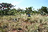  ( - BioBot11729)  @11 [ ] CreativeCommons - Attribution Non-Commercial Share-Alike (2010) Daniel H. Janzen Guanacaste Dry Forest Conservation Fund
