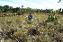  ( - BioBot11732)  @11 [ ] CreativeCommons - Attribution Non-Commercial Share-Alike (2010) Daniel H. Janzen Guanacaste Dry Forest Conservation Fund