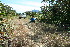  ( - BioBot11736)  @11 [ ] CreativeCommons - Attribution Non-Commercial Share-Alike (2010) Daniel H. Janzen Guanacaste Dry Forest Conservation Fund