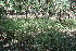  (Poaceae A.guadamuz291 - BioBot11810)  @11 [ ] CreativeCommons - Attribution Non-Commercial Share-Alike (2010) Daniel H. Janzen Guanacaste Dry Forest Conservation Fund