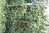  (Senna reticulata - BioBot11813)  @11 [ ] CreativeCommons - Attribution Non-Commercial Share-Alike (2010) Daniel H. Janzen Guanacaste Dry Forest Conservation Fund