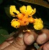  (Senna reticulata - BioBot11813)  @11 [ ] CreativeCommons - Attribution Non-Commercial Share-Alike (2010) Daniel H. Janzen Guanacaste Dry Forest Conservation Fund