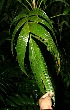  ( - BioBot11857)  @11 [ ] CreativeCommons - Attribution Non-Commercial Share-Alike (2010) Daniel H. Janzen Guanacaste Dry Forest Conservation Fund