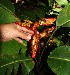  ( - BioBot12471)  @11 [ ] CreativeCommons - Attribution Non-Commercial Share-Alike (2010) Daniel H. Janzen Guanacaste Dry Forest Conservation Fund