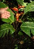  ( - BioBot12471)  @11 [ ] CreativeCommons - Attribution Non-Commercial Share-Alike (2010) Daniel H. Janzen Guanacaste Dry Forest Conservation Fund