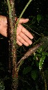  ( - BioBot12473)  @11 [ ] CreativeCommons - Attribution Non-Commercial Share-Alike (2010) Daniel H. Janzen Guanacaste Dry Forest Conservation Fund