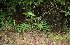  (Schefflera A.guadamuz367 - BioBot12484)  @11 [ ] CreativeCommons - Attribution Non-Commercial Share-Alike (2010) Daniel H. Janzen Guanacaste Dry Forest Conservation Fund