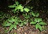  ( - BioBot12484)  @11 [ ] CreativeCommons - Attribution Non-Commercial Share-Alike (2010) Daniel H. Janzen Guanacaste Dry Forest Conservation Fund