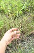  ( - BioBot12488)  @11 [ ] CreativeCommons - Attribution Non-Commercial Share-Alike (2010) Daniel H. Janzen Guanacaste Dry Forest Conservation Fund