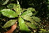  (Croton A.guadamuz387 - BioBot12654)  @11 [ ] CreativeCommons - Attribution Non-Commercial Share-Alike (2010) Daniel H. Janzen Guanacaste Dry Forest Conservation Fund