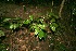  ( - BioBot12661)  @11 [ ] CreativeCommons - Attribution Non-Commercial Share-Alike (2010) Daniel H. Janzen Guanacaste Dry Forest Conservation Fund