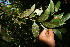  ( - BioBot12663)  @11 [ ] CreativeCommons - Attribution Non-Commercial Share-Alike (2010) Daniel H. Janzen Guanacaste Dry Forest Conservation Fund