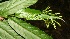  (Cestrum fragile - BioBot12669)  @11 [ ] CreativeCommons - Attribution Non-Commercial Share-Alike (2010) Daniel H. Janzen Guanacaste Dry Forest Conservation Fund