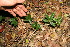  ( - BioBot12670)  @11 [ ] CreativeCommons - Attribution Non-Commercial Share-Alike (2010) Daniel H. Janzen Guanacaste Dry Forest Conservation Fund