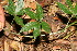  ( - BioBot12670)  @11 [ ] CreativeCommons - Attribution Non-Commercial Share-Alike (2010) Daniel H. Janzen Guanacaste Dry Forest Conservation Fund