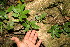  ( - BioBot12672)  @11 [ ] CreativeCommons - Attribution Non-Commercial Share-Alike (2010) Daniel H. Janzen Guanacaste Dry Forest Conservation Fund