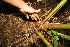  (Arecaceae A.guadamuz392 - BioBot12676)  @11 [ ] CreativeCommons - Attribution Non-Commercial Share-Alike (2010) Daniel H. Janzen Guanacaste Dry Forest Conservation Fund