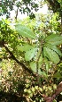  ( - BioBot12680)  @11 [ ] CreativeCommons - Attribution Non-Commercial Share-Alike (2010) Daniel H. Janzen Guanacaste Dry Forest Conservation Fund