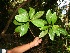  ( - BioBot12682)  @11 [ ] CreativeCommons - Attribution Non-Commercial Share-Alike (2010) Daniel H. Janzen Guanacaste Dry Forest Conservation Fund