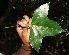  ( - BioBot12683)  @11 [ ] CreativeCommons - Attribution Non-Commercial Share-Alike (2010) Daniel H. Janzen Guanacaste Dry Forest Conservation Fund