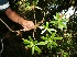  (Myrsinaceae A.guadamuz395 - BioBot12687)  @11 [ ] CreativeCommons - Attribution Non-Commercial Share-Alike (2010) Daniel H. Janzen Guanacaste Dry Forest Conservation Fund