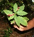  ( - BioBot12698)  @11 [ ] CreativeCommons - Attribution Non-Commercial Share-Alike (2010) Daniel H. Janzen Guanacaste Dry Forest Conservation Fund