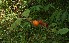  (Solanum quitoense - BioBot12712)  @11 [ ] CreativeCommons - Attribution Non-Commercial Share-Alike (2010) Daniel H. Janzen Guanacaste Dry Forest Conservation Fund