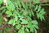  (Mortoniodendron costaricense - BioBot12748)  @11 [ ] CreativeCommons - Attribution Non-Commercial Share-Alike (2010) Daniel H. Janzen Guanacaste Dry Forest Conservation Fund