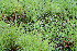  (Heliotropium filiforme - BioBot12798)  @11 [ ] CreativeCommons - Attribution Non-Commercial Share-Alike (2010) Daniel H. Janzen Guanacaste Dry Forest Conservation Fund