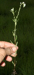  ( - BioBot12798)  @11 [ ] CreativeCommons - Attribution Non-Commercial Share-Alike (2010) Daniel H. Janzen Guanacaste Dry Forest Conservation Fund