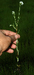  ( - BioBot12800)  @11 [ ] CreativeCommons - Attribution Non-Commercial Share-Alike (2010) Daniel H. Janzen Guanacaste Dry Forest Conservation Fund