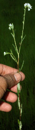  ( - BioBot12800)  @11 [ ] CreativeCommons - Attribution Non-Commercial Share-Alike (2010) Daniel H. Janzen Guanacaste Dry Forest Conservation Fund