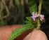  ( - BioBot12831)  @11 [ ] CreativeCommons - Attribution Non-Commercial Share-Alike (2010) Daniel H. Janzen Guanacaste Dry Forest Conservation Fund