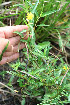  ( - BioBot12841)  @11 [ ] CreativeCommons - Attribution Non-Commercial Share-Alike (2010) Daniel H. Janzen Guanacaste Dry Forest Conservation Fund