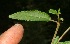  ( - BioBot12842)  @11 [ ] CreativeCommons - Attribution Non-Commercial Share-Alike (2010) Daniel H. Janzen Guanacaste Dry Forest Conservation Fund