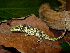  (Anolis heterodermus - MHUA-R 11613)  @11 [ ] CreativeCommons - Attribution Non-Commercial Share-Alike (2013) Unspecified Universidad de Antioquia, Museo de Herpetologia