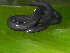  (Caecilia occidentalis - MHUA-A 7513)  @11 [ ] CreativeCommons - Attribution Non-Commercial Share-Alike (2013) Unspecified Universidad de Antioquia, Museo de Herpetologia