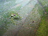  (Cochranella savagei - MHUA-A 6244)  @11 [ ] CreativeCommons - Attribution Non-Commercial Share-Alike (2013) Unspecified Universidad de Antioquia, Museo de Herpetologia