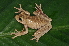  ( - MHUA-A 7285)  @11 [ ] CreativeCommons - Attribution Non-Commercial Share-Alike (2013) Unspecified Universidad de Antioquia, Museo de Herpetologia