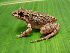  ( - MHUA-A 3995)  @11 [ ] CreativeCommons - Attribution Non-Commercial Share-Alike (2013) Unspecified Universidad de Antioquia, Museo de Herpetologia