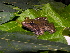  (Lithobates vaillanti - MHUA-A 5872)  @11 [ ] CreativeCommons - Attribution Non-Commercial Share-Alike (2013) Unspecified Universidad de Antioquia, Museo de Herpetologia